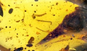 Un minuscule dinosaure a été retrouvé préservé dans un ambre depuis 99 millions d'années en Birmanie