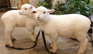 Café à animaux : la photo de cet agneau qui prend son bain est devenue virale