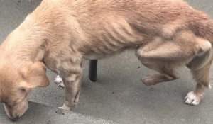 Affamée, une chienne errante trouve refuge dans une maison et se fait adopter