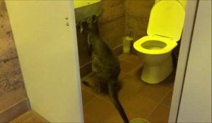 Les kangourous aussi deviennent fou à cause du papier toilette
