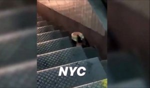 Un énorme rat embarque un gros sandwich dans les rues de New York