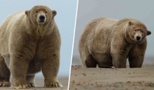 Baptisé « Fat Albert » par des habitants de l'Alaska, cet ours polaire a 190 kilos en surpoids