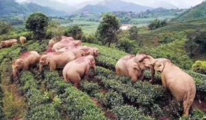 Chine : des éléphants s'enivrent dans un champ de vin de maïs déserté par les humains