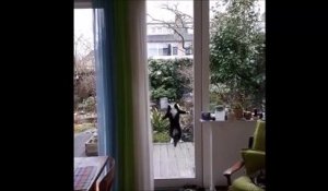 Quand Un Kangourou Un Peu Venere Veut Rentrer Chez Toi Sur Orange Videos