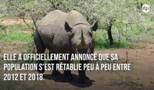 Victoire pour la conservation de rhinocéros noirs africains avec une croissance annuelle de 2,5%