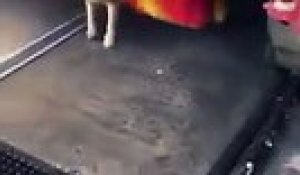 Carwash : ce chien adore se faire laver par les plumeaux !