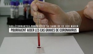 Le sang de ce ver marin, nouvel espoir pour aider les cas graves de coronavirus
