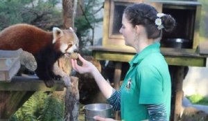 Confinement : 4 employées d'un zoo se confinent sur leur lieu de travail pour s'occuper des animaux