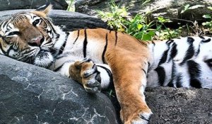 Un tigre du zoo de New York testé positif au coronavirus après avoir été contaminé par un gardien