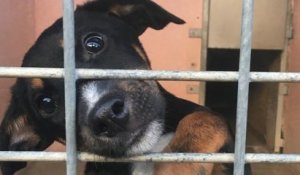 Confinement : « des milliers d'animaux risquent d'être euthanasiés », la SPA alerte