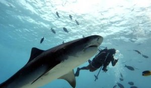 Macana Maldives, des plongeurs sauvent un requin-baleine coincé par une corde