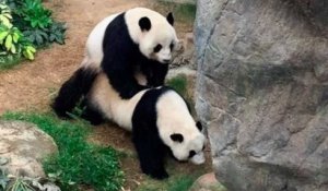 Après neuf ans de vie commune, deux pandas s'accouplent enfin dans un zoo fermé au public