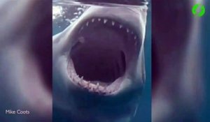 Un plongeur se retrouve face à face avec un grand requin blanc.... Terrifiant