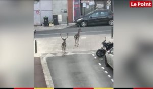 Deux daims se promènent dans les rues de Boissy-Saint-Léger