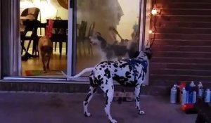 Quand Bebe Rejette Le Chien Papa Trouve Une Solution Adorable Sur Orange Videos