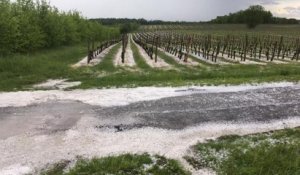 Gironde : la grêle fait des dégâts dans les vignes
