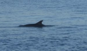 Turquie: ces dauphins profitent du trafic maritime réduit sur le Bosphore pendant le confinement