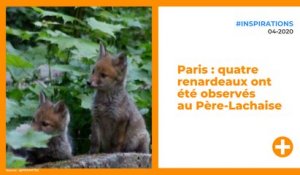 Paris : quatre renardeaux ont été observés au Père-Lachaise