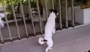 Sans Pattes Avant Ce Chien Marche Debout Sur Orange Videos