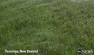 Ce champ de Nouvelle Zélande est recouvert de toiles d'araignées