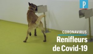 Coronavirus : des chiens entraînés pour dépister le Covid-19