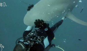 Ce requin demande un calin à un plongeur