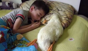 Elle surprend son fils en train de dormir avec un canard... amitié adorable