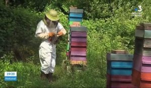 Les abeilles, grandes gagnantes du confinement