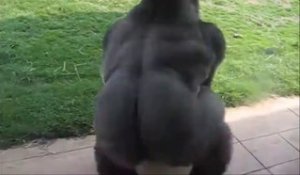 Ce gorille fait la toupie au zoo