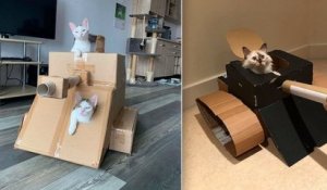 #CatTank, le défi spécial confinement qui consiste à fabriquer des tanks en carton pour ses... chats