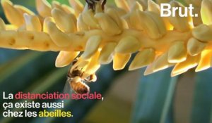 La distanciation sociale, ça existe aussi chez les abeilles