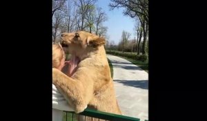 Retrouvailles émouvantes entre 2 lions et une dresseuse après 7 ans d'absence