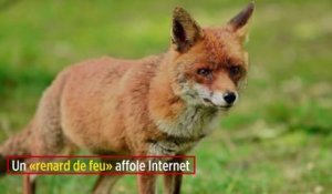 Un « renard de feu » affole Internet