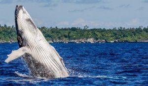 Certaines populations de baleines à bosse sont désormais hors de danger