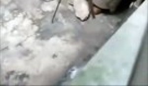 Ce Rat Evite La Morsure D Un Serpent D Une Facon Geniale Sur Orange Videos