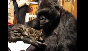 Belle amitié entre un chat et un gorille