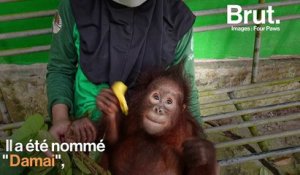 En Indonésie, un jeune orang-outan orphelin a pu être sauvé de justesse