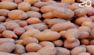 Le coronavirus pèse sur  producteurs de patates nordistes