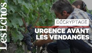 Coronavirus : vers une transformation des invendus de vin en gel hydroalcoolique