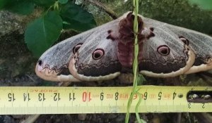 Le plus grand papillon de nuit d'Europe, long de 15 centimètres, a fait son apparition en Bretagne