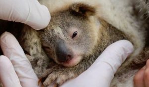 En Australie, naissance du premier koala depuis les incendies dévastateurs