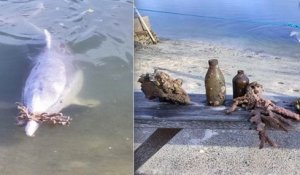 Ce dauphin apporte aux visiteurs d'un restaurant des offrandes en échange de nourriture