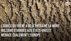 L'édition génétique pourrait aider des milliards de frênes à faire face à un envahisseur mortel