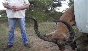 En Afrique du Sud, des antilopes contre la famine