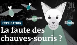 Coronavirus, Ebola, rage : pourquoi les chauves-souris sont à l’origine de tant de virus