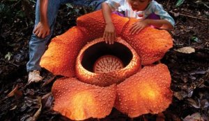 Cette fleur est la plus grande du monde... et aussi la plus malodorante