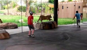Il s'amuse avec un lion au zoo... un vrai petit chat