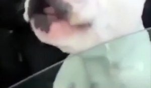 Un Chien Qui Chante Le Refrain De Happy Incroyable Sur Orange Videos