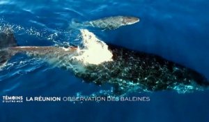 La Réunion : Observation des baleines