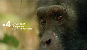Chimpanzés, le combat des chefs - Bande annonce
